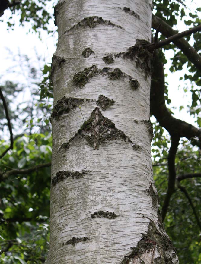 ���[���b�p�V���J���o