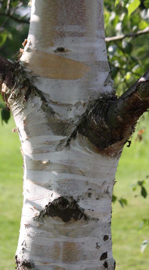 �V�Z���V���J���o�̊�