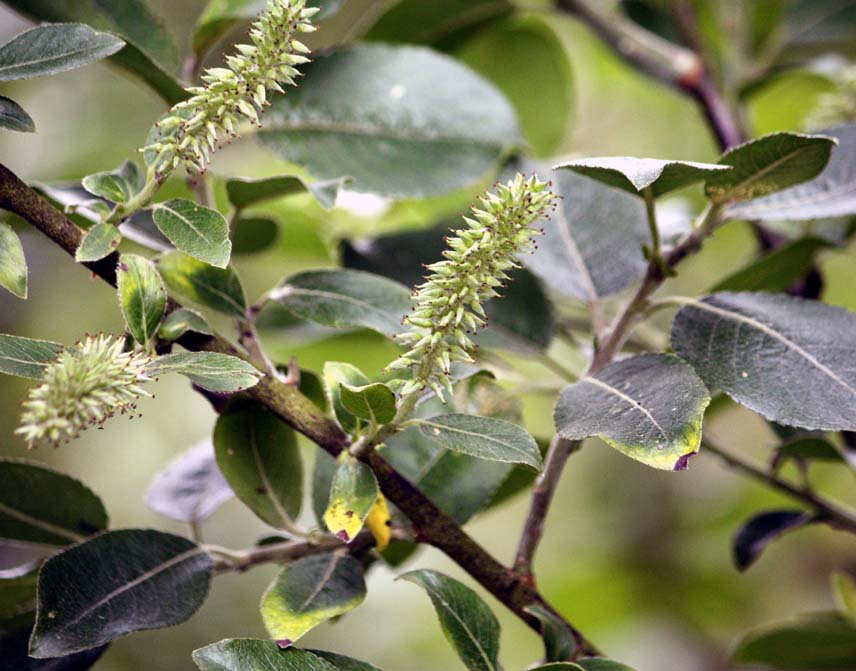 Salix cinerea�~capvea