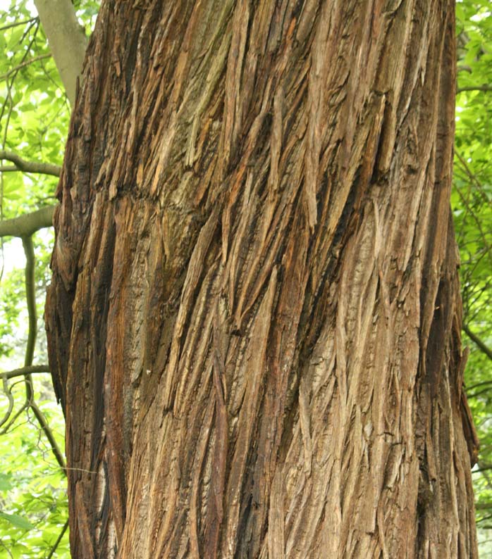 ���[���b�p�O��