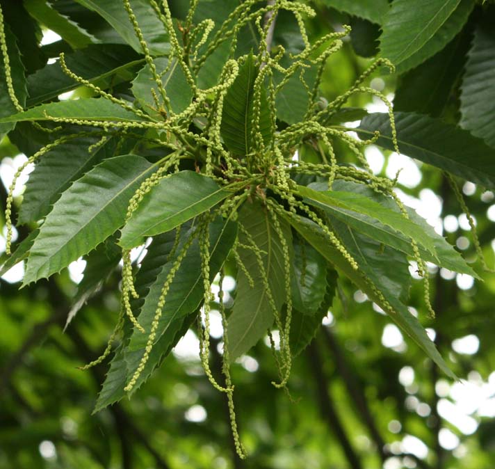 ���[���b�p�O��