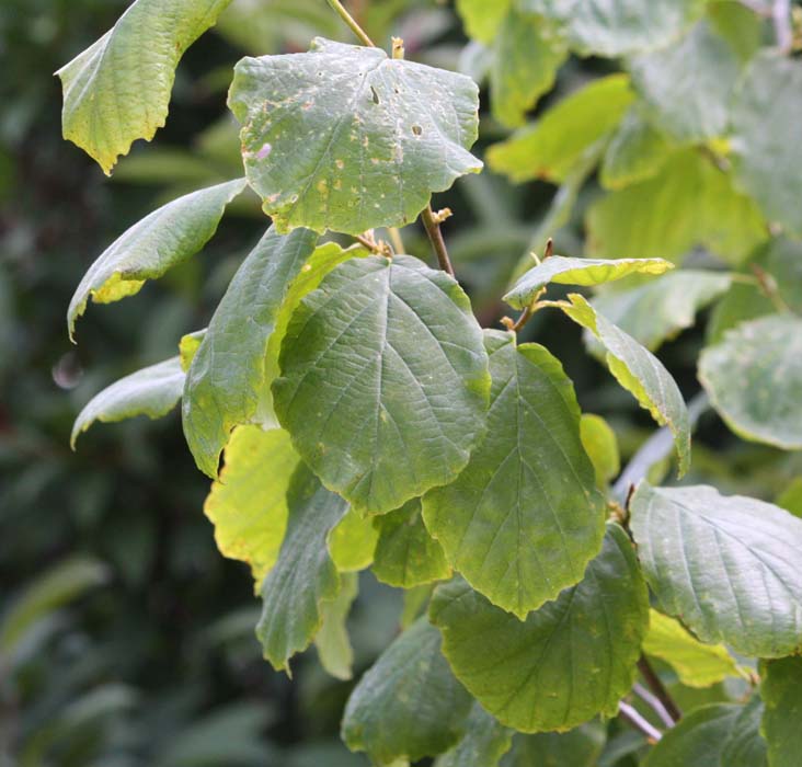 �A�����J�}���T�N