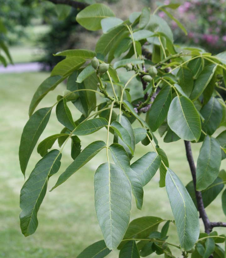 �J�V�O���~