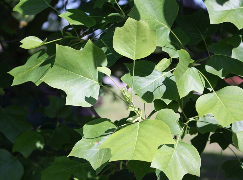 �n���e���{�N�̗t