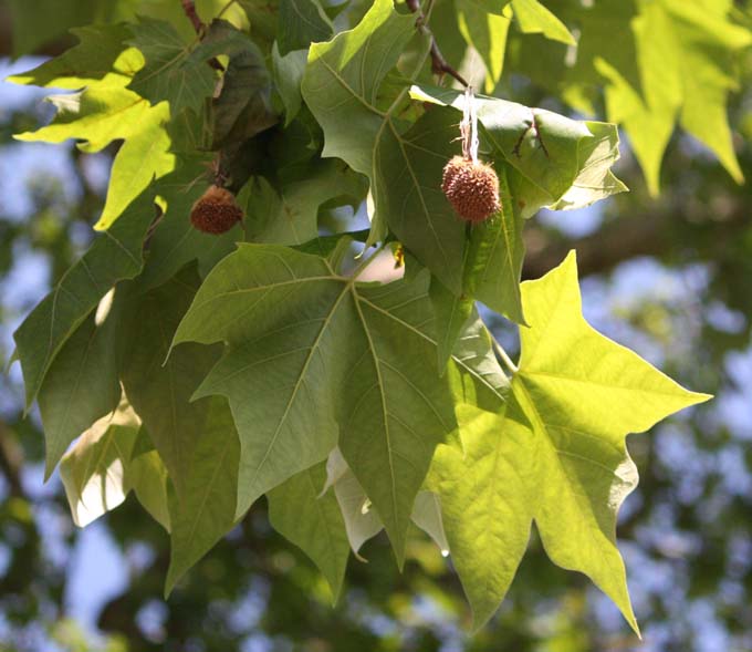 �X�Y�J�P�m�L