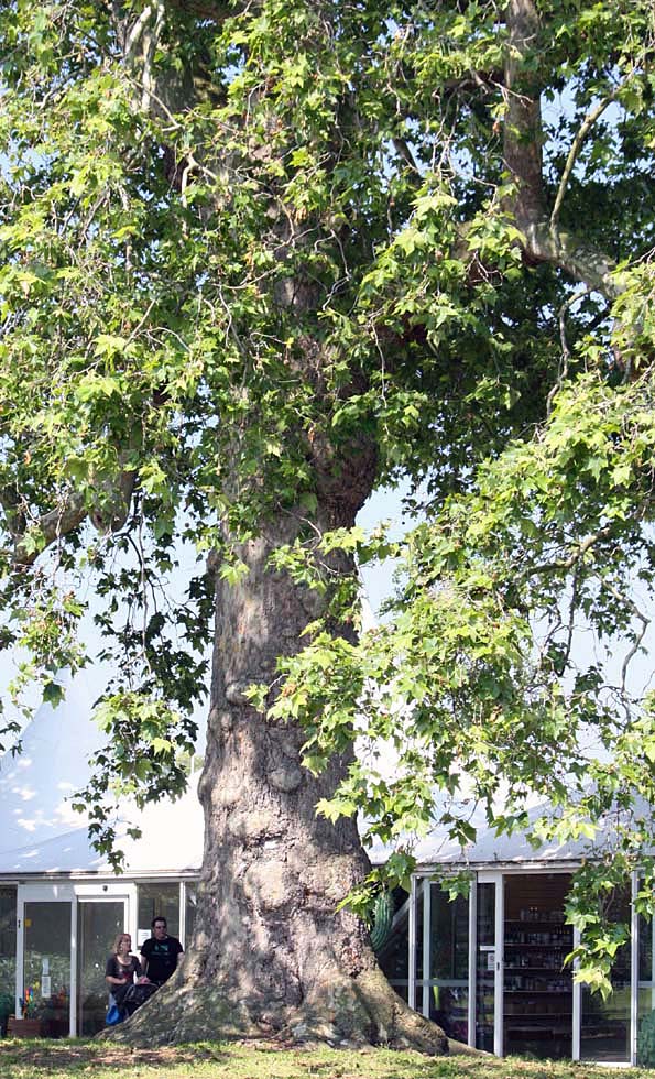 �X�Y�J�P�m�L