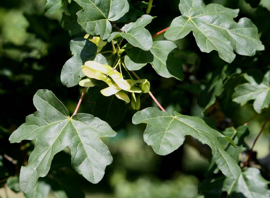 �R�u�J�G�f