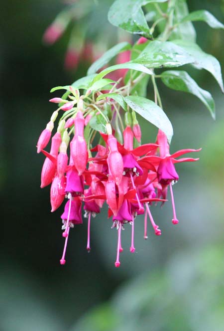 Fuchsia magellanica�@�~lycioides