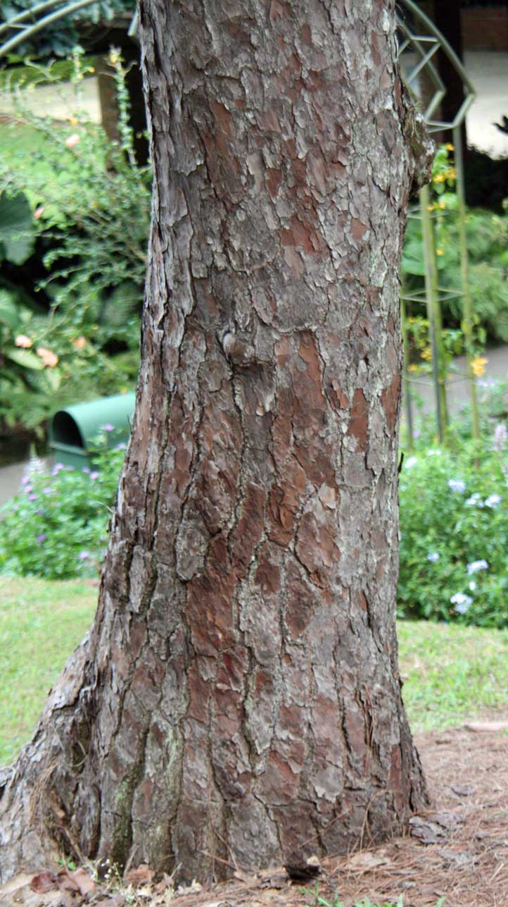 �����N�V�}�c