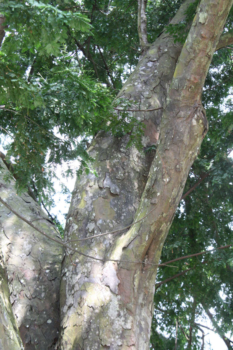 �t�F�U�[�p�C��