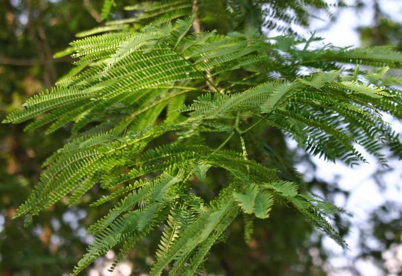 nterolobium cyclocarpum