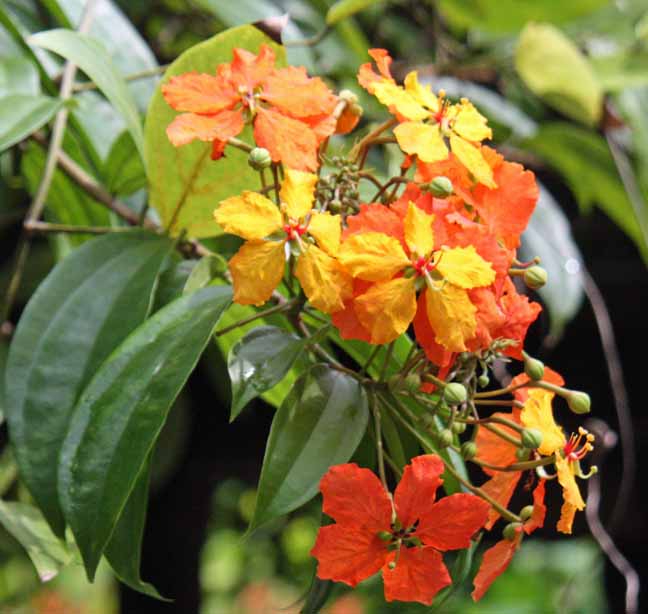 Bauhinia�@kockiana