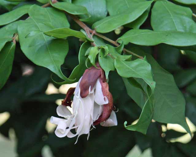 Brownea�~Crawfordii