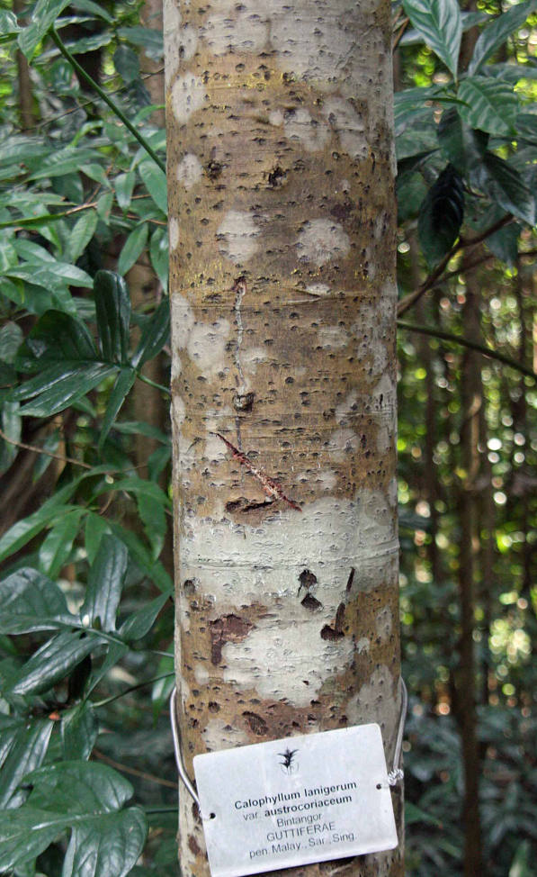 Calophyllum lanigerum var. austrocoriaceum