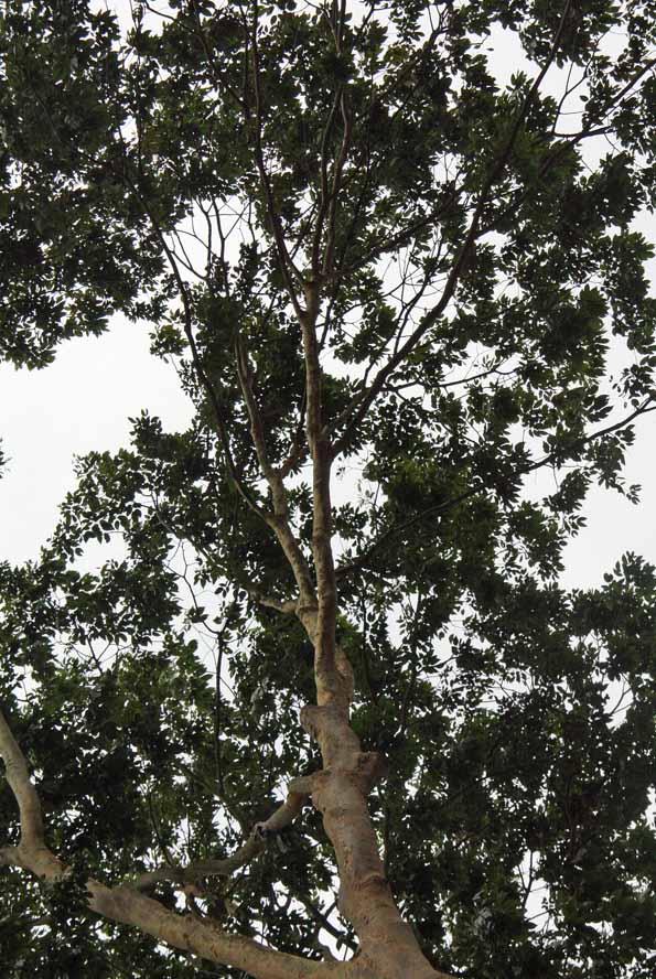 Copaifera officinalis