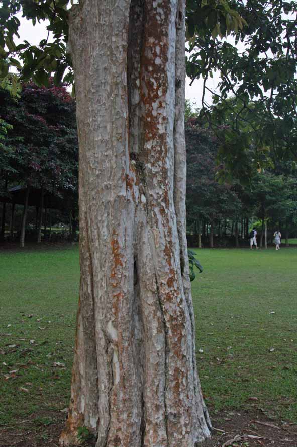 Lagerstroemia floribunda