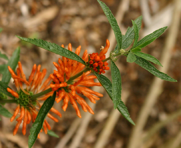 �J�G���L�Z���^