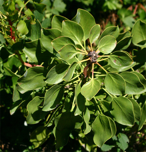 Protea�@cynaroides