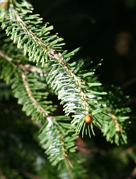 Abies�@spectabilis