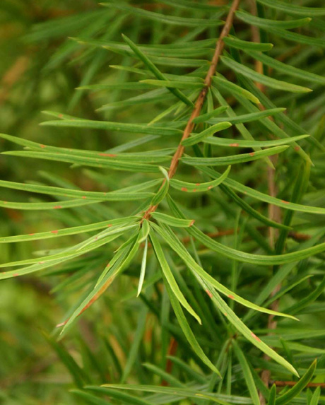 Keteleeria�@evelyniana