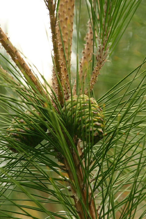 �^�C�����A�J�}�c