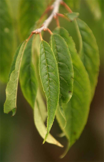 Prunus�@serrula