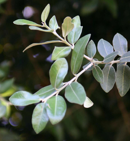 Metrosideros�@exlsa