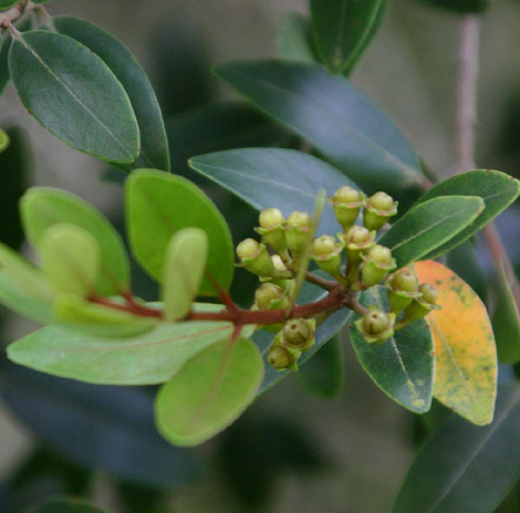 Metrosideros�@robusta