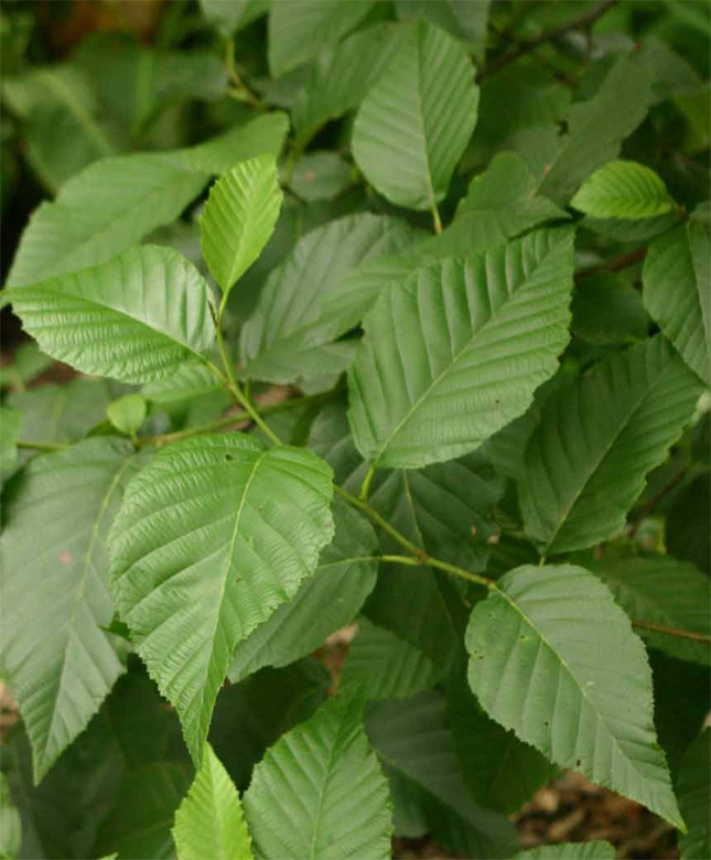 Alnus�@acuminata