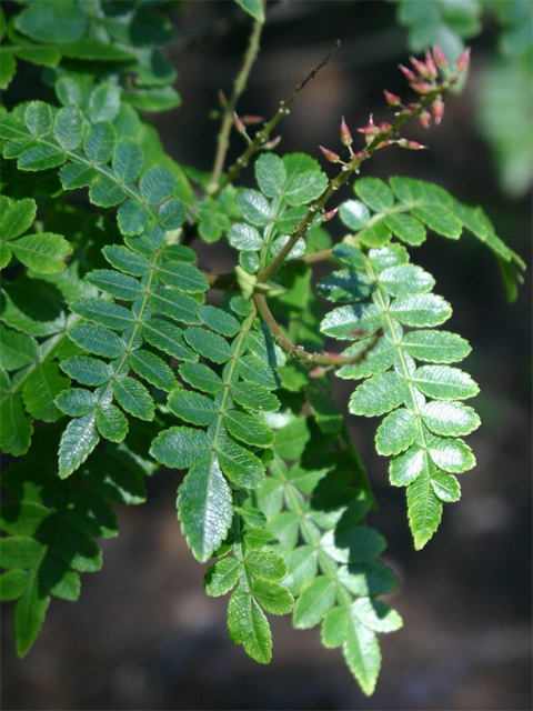 Weinmannia�@pinnata