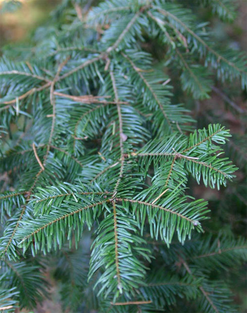 �O�����h���~