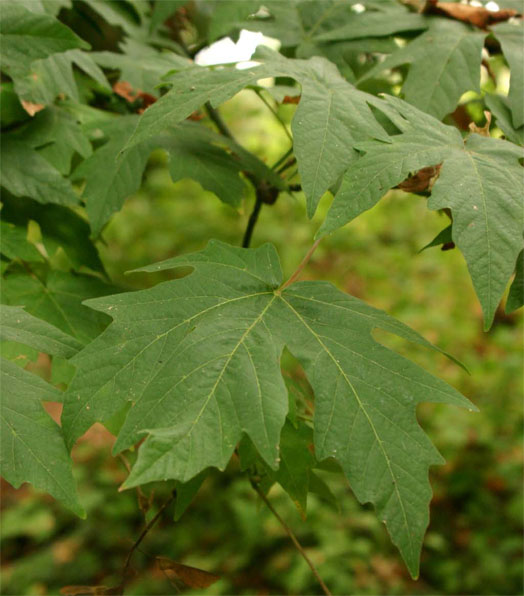 �r�b�O���[�t���C�v��