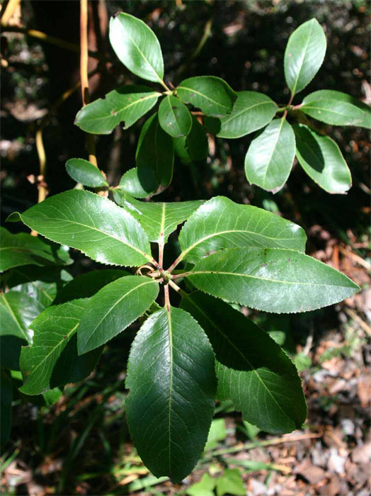 Arbutus�@menziesii