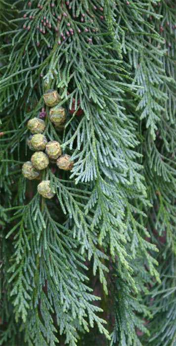 ���[�\���q�m�L