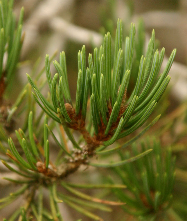 �s�j�����p�C��