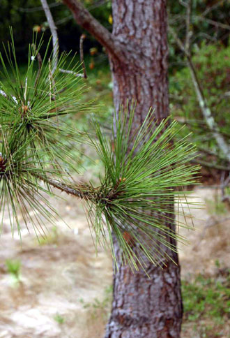 �W�F�t���[�}�c