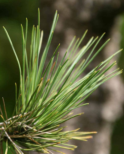 �|���f���[�T�}�c