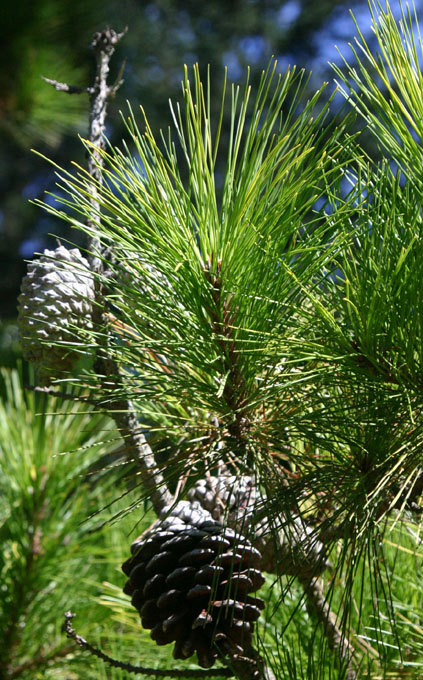 ���W�A�[�^�p�C���̗t