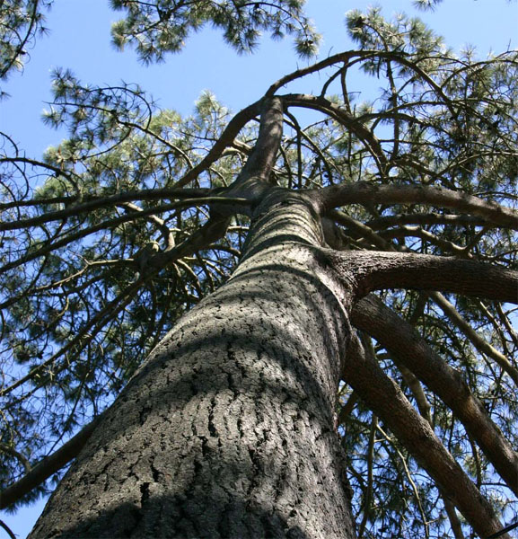 �g���C�}�c