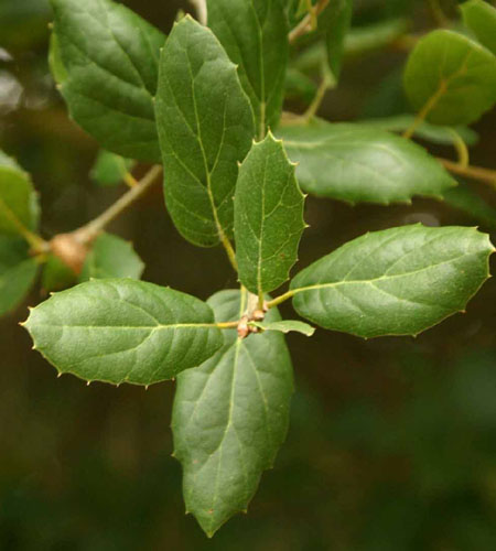 Quercus agrifolia�̗t