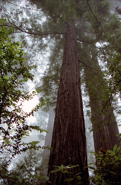 ���b�h�E�b�h��