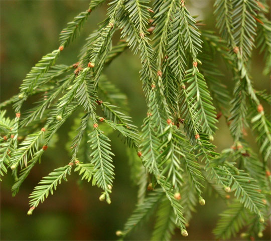 ���b�h�E�b�h�̗t