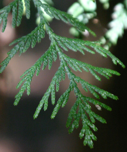 �A�����J�l�Y�R�̗t