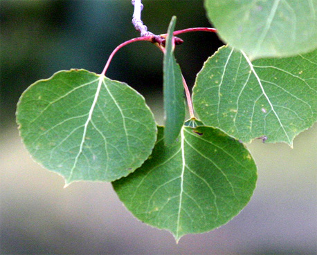 �A�X�y���̗t