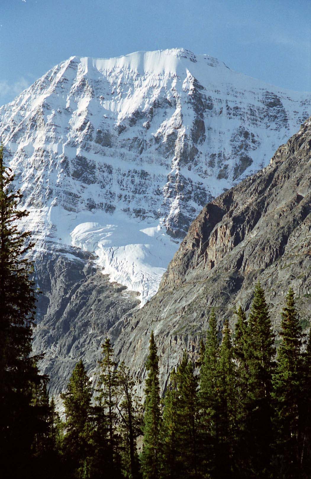 �J�i�_�G�f�B�X�L���x���R