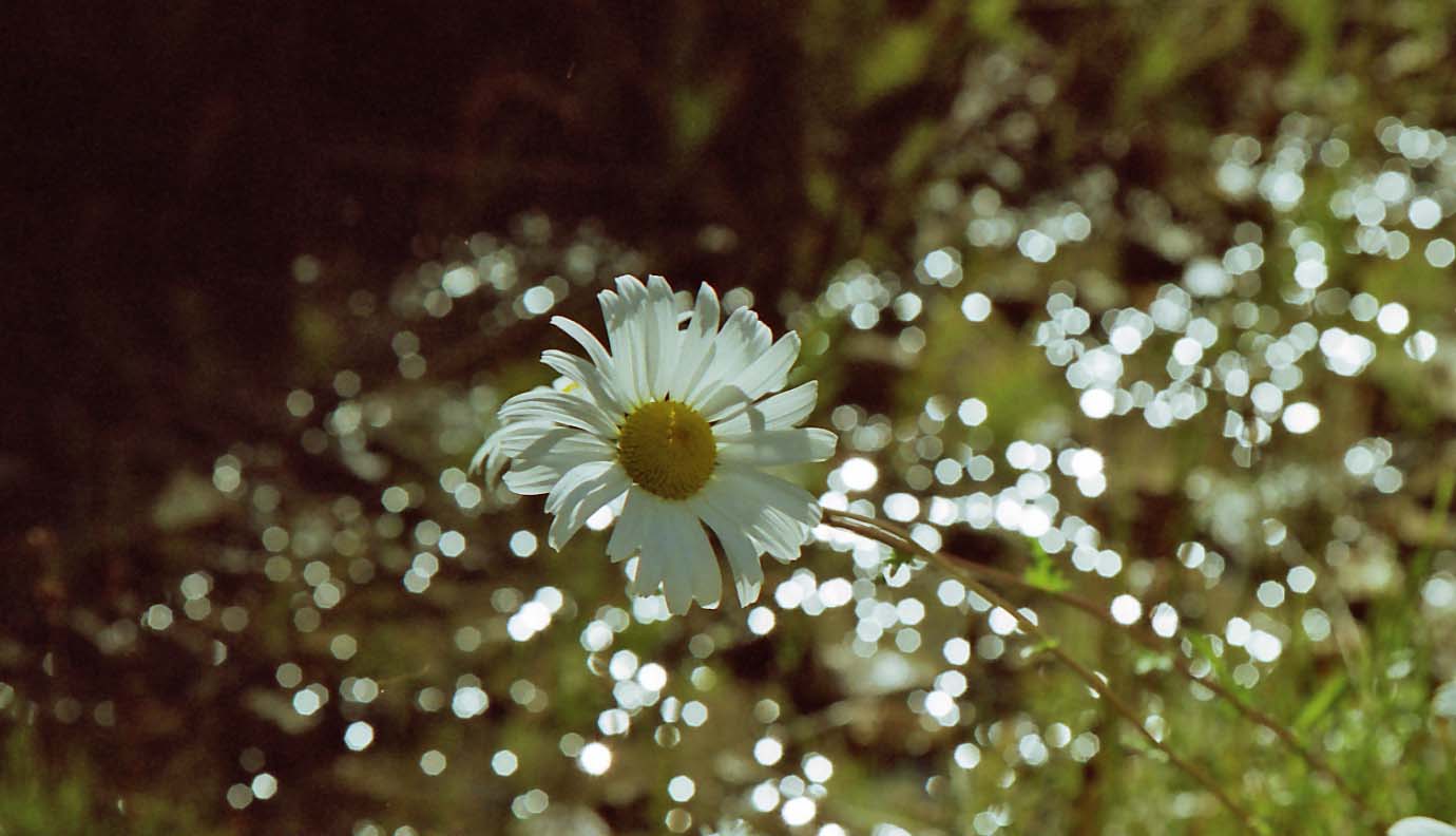 �T�����v�^��