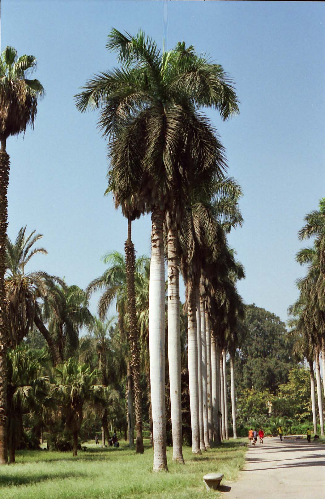 �_�C�I�E���V