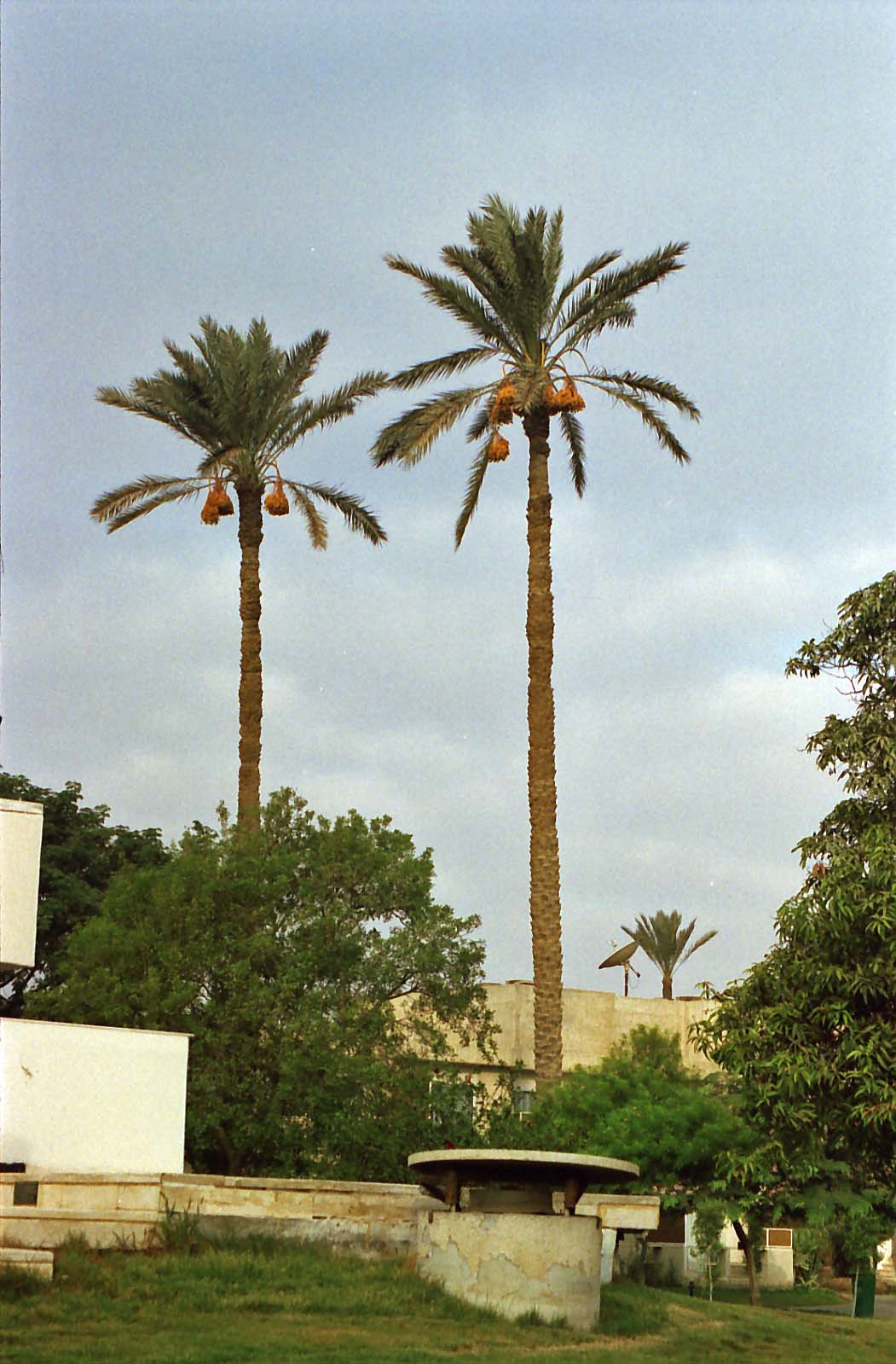 �i�c�����V