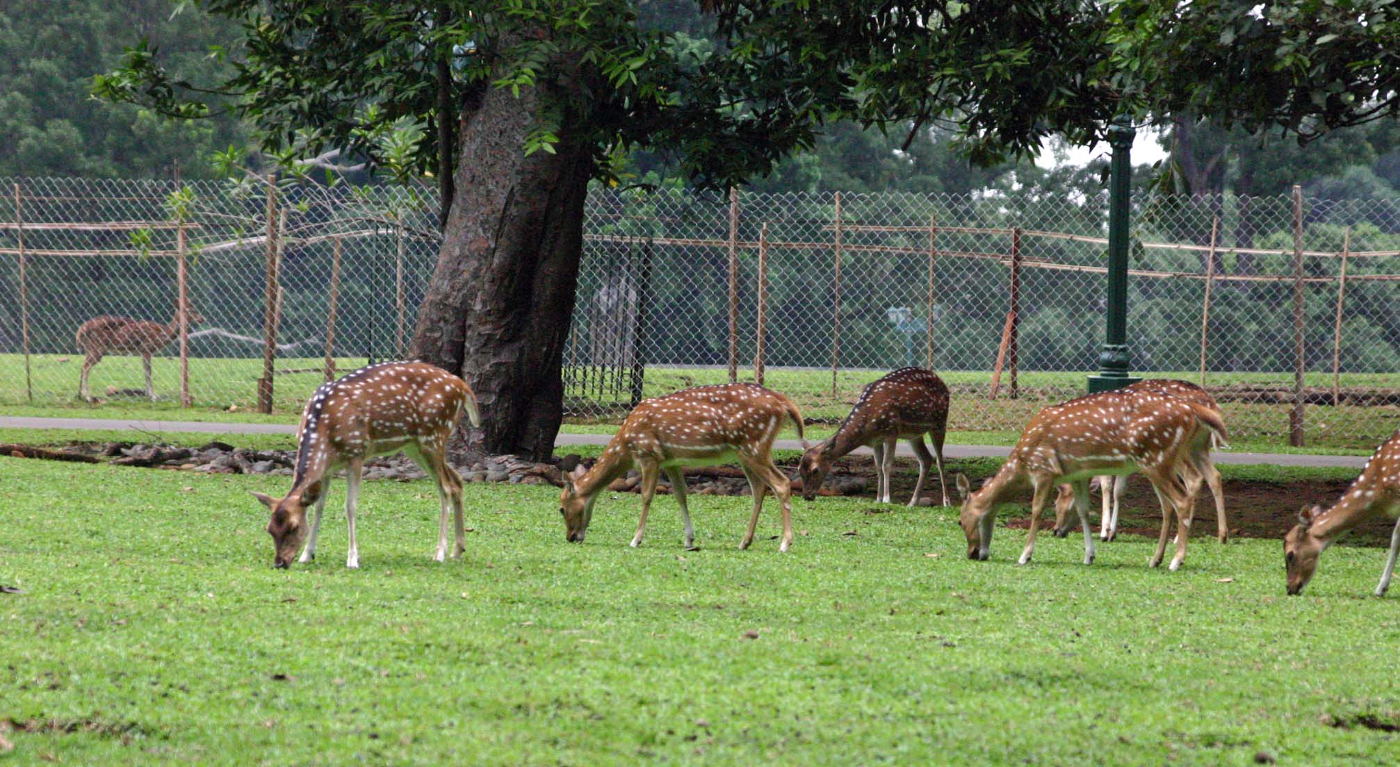 �����̎�